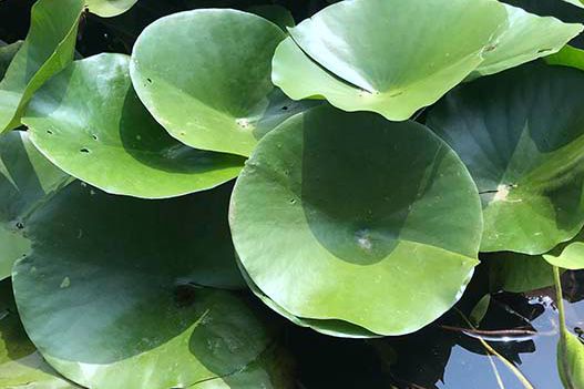 荷花和睡蓮可以種在一起嗎？