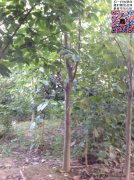 今年10公分白玉蘭價格是多少？