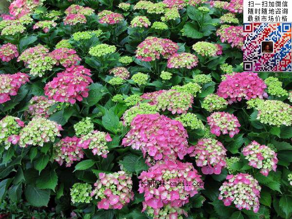 八仙花如何養殖，八仙花的種殖方法