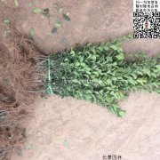 哪里有大葉黃楊綠籬苗 價格是多少？