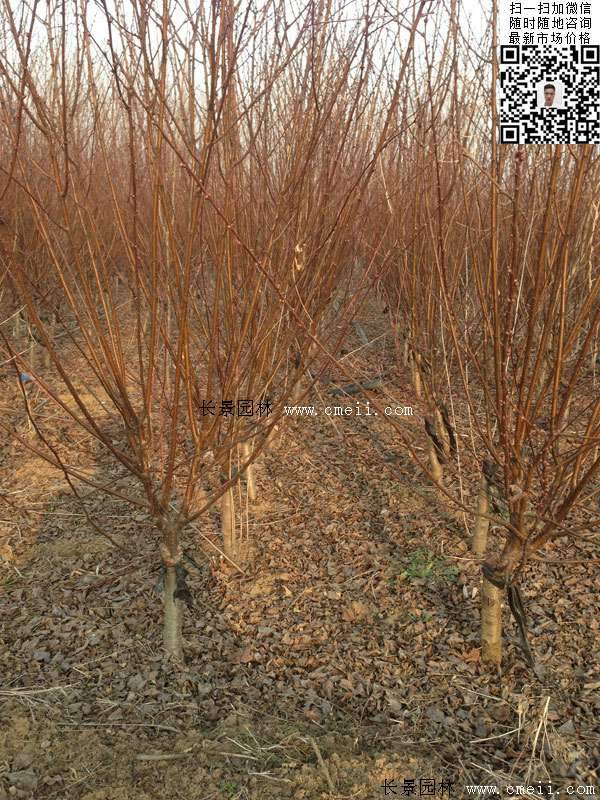 截葉榆葉梅 截葉榆葉梅