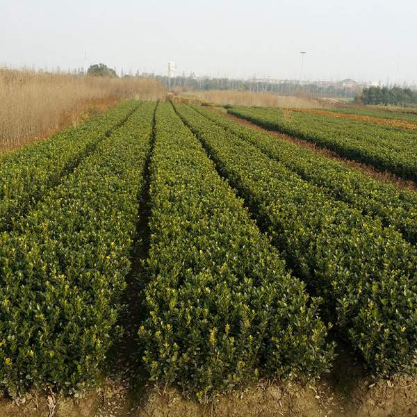 沭陽(yáng)大葉黃楊基地 沭陽(yáng)大葉黃楊基地