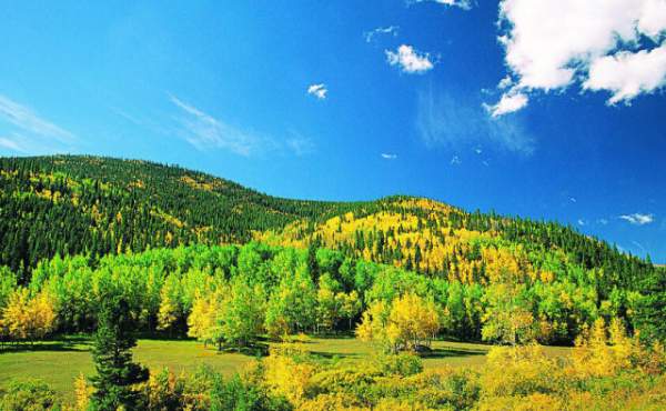 學(xué)習(xí)國(guó)外苗木行業(yè)經(jīng)驗(yàn)，搶先了解國(guó)內(nèi)市場(chǎng)動(dòng)態(tài)