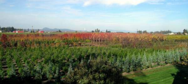 學(xué)習(xí)國(guó)外苗木行業(yè)經(jīng)驗(yàn)，搶先了解國(guó)內(nèi)市場(chǎng)動(dòng)態(tài)