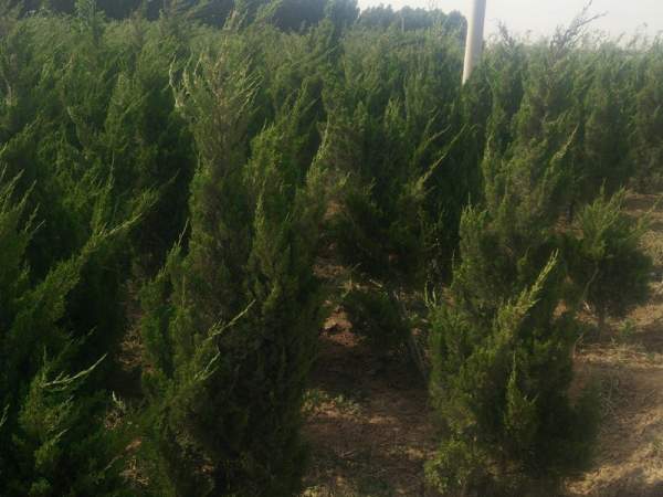 龍柏基地直銷小龍柏、龍柏球