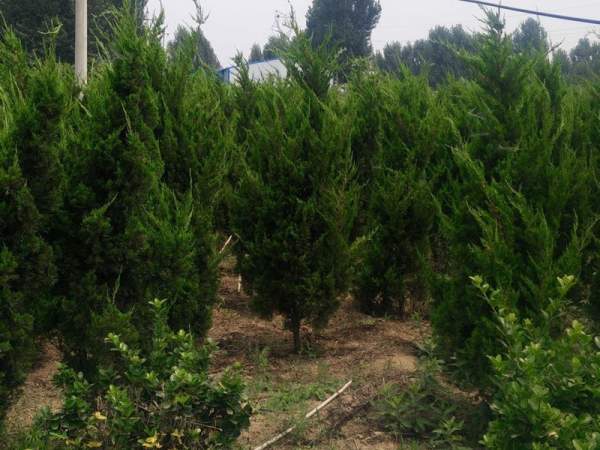 龍柏基地直銷小龍柏、龍柏球