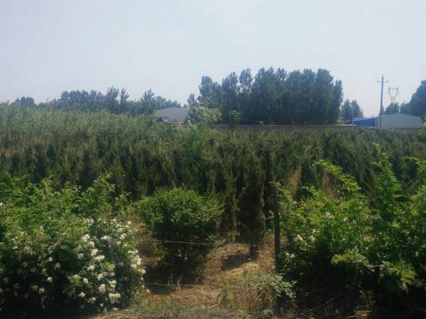 龍柏基地直銷小龍柏、龍柏球