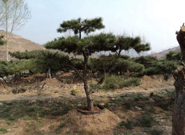 造型黑松樹哪里便宜？哪家的質量好？