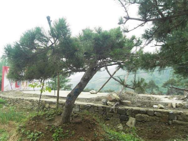 造型黑松樹哪里便宜？哪家的質量好？