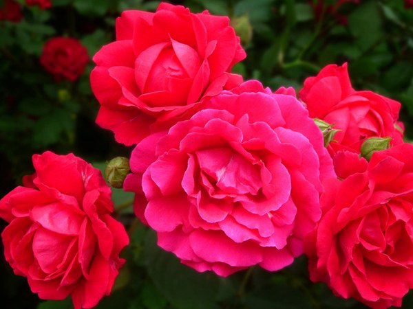 哪里有薔薇花苗賣？薔薇花苗批發(fā)