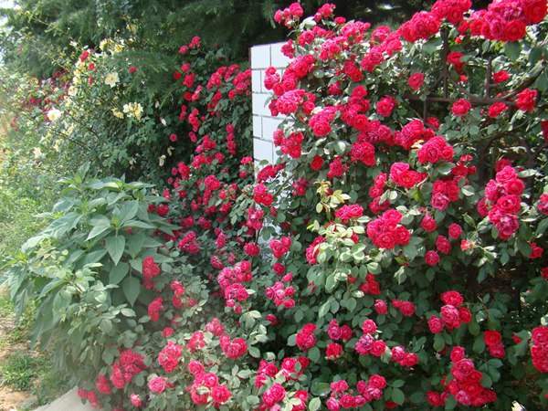 哪里有薔薇花苗賣？薔薇花苗批發(fā)