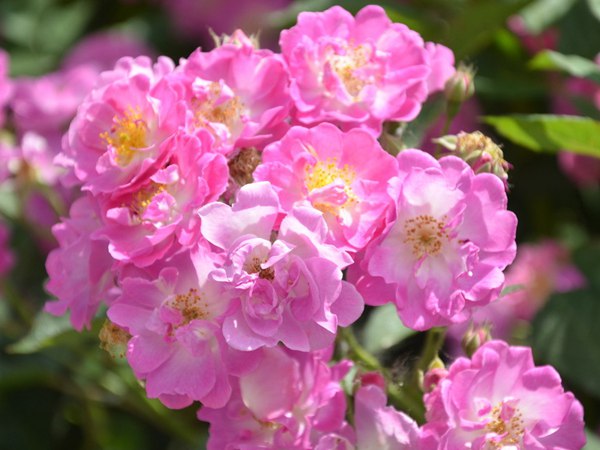 哪里有薔薇花苗賣？薔薇花苗批發(fā)