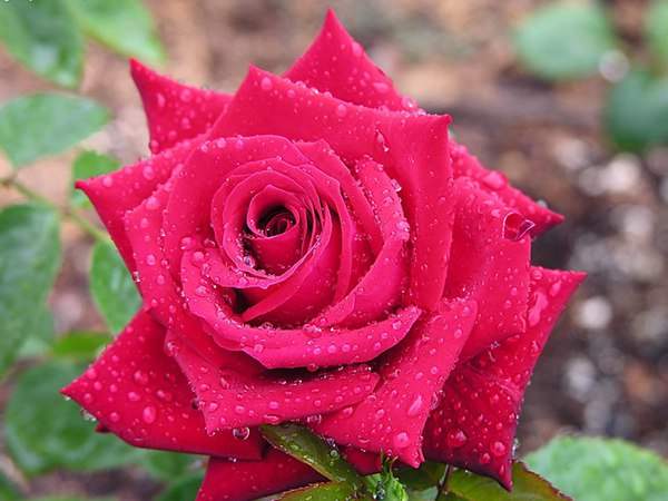 哪里有薔薇花苗賣？薔薇花苗批發(fā)