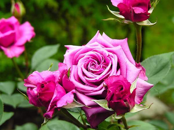 哪里有薔薇花苗賣？薔薇花苗批發(fā)