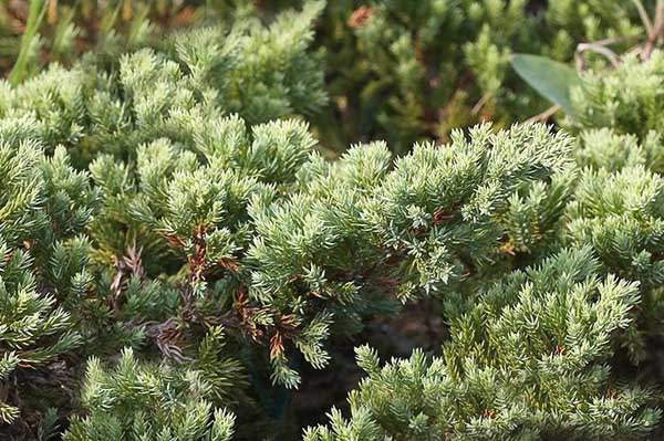 沙地柏和鋪地柏的區別？