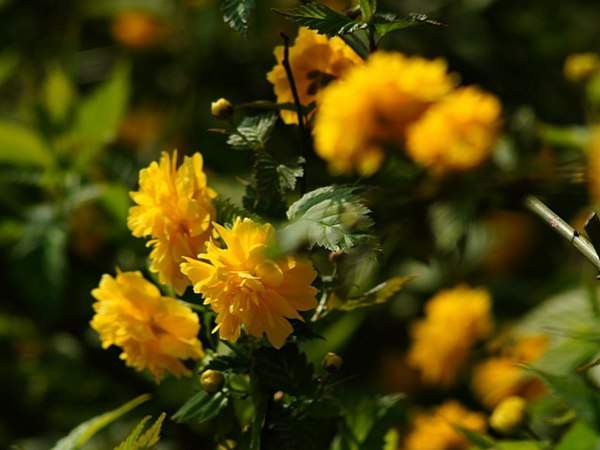 棣棠花的花語是什么？