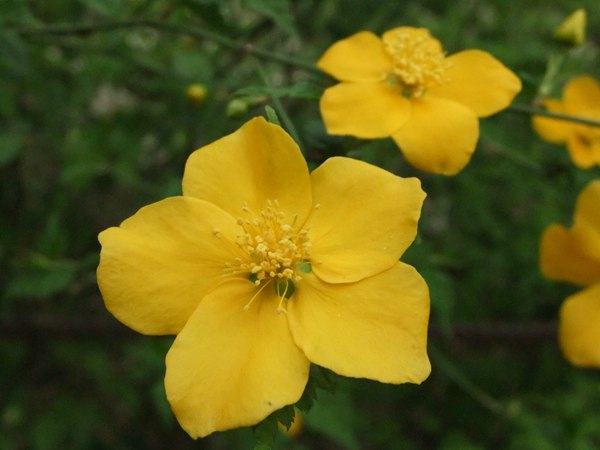 棣棠花的花語是什么？