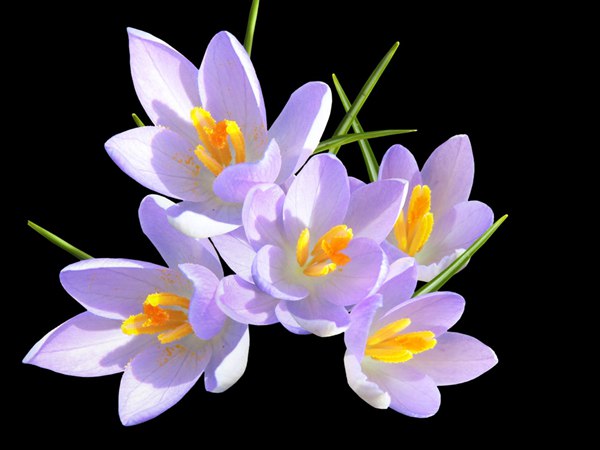 丁香花的花語是什么？