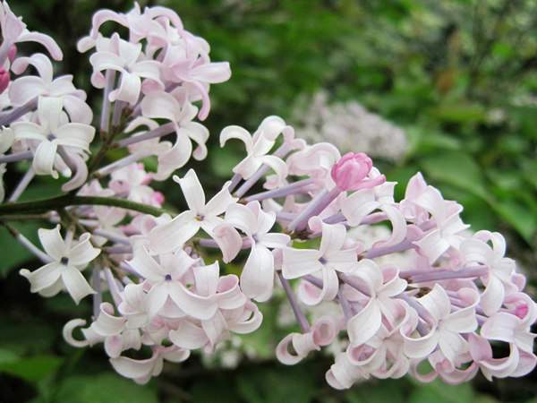 丁香花的花語是什么？