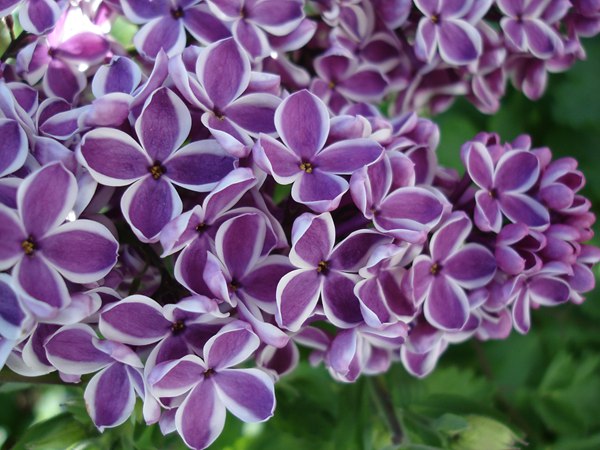 丁香花的花語是什么？