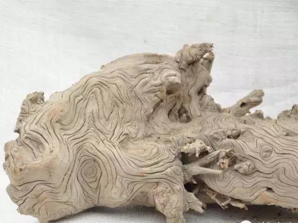如何分辨崖柏與地柏，它們有什么不同？