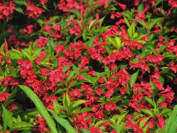 紅王子錦帶價(jià)格大幅上漲，存量不足是主因