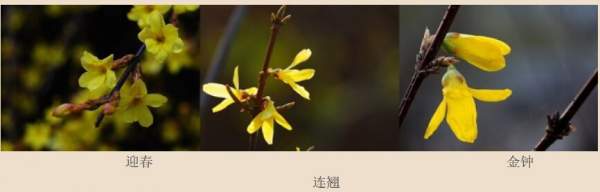 迎春花、金鐘和連翹如何區分？