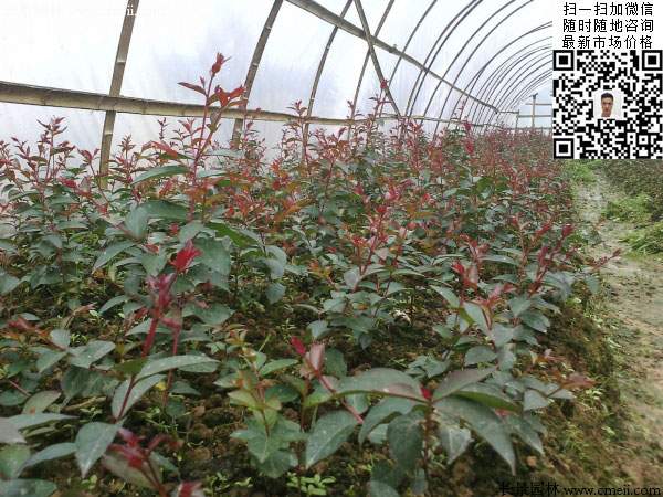 紫薇種子種植的小苗 紫薇種子種植的小苗