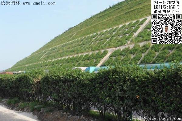沭陽大型紫穗槐小苗種植基地圖片