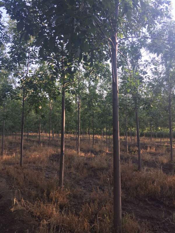 白蠟樹苗圃 白蠟樹苗圃