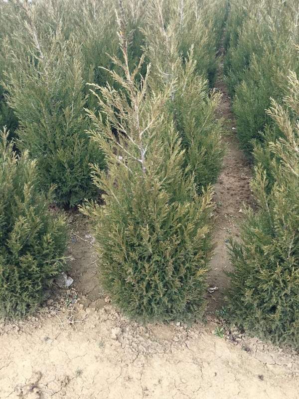 高度40公分50公分60公分蜀檜苗 高度40公分50公分60公分蜀檜苗