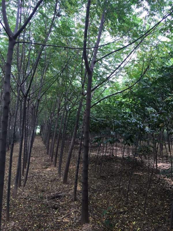 13公分14公分15公分苦楝樹 13公分14公分15公分苦楝樹