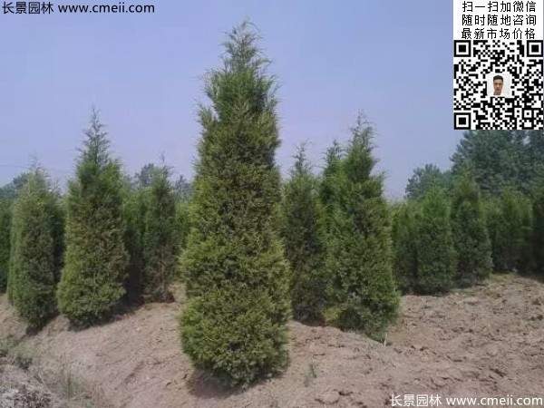 高度3米3.5米大蜀檜挖苗現(xiàn)場大量供應中 高度3米3.5米大蜀檜挖苗現(xiàn)場大量供應中