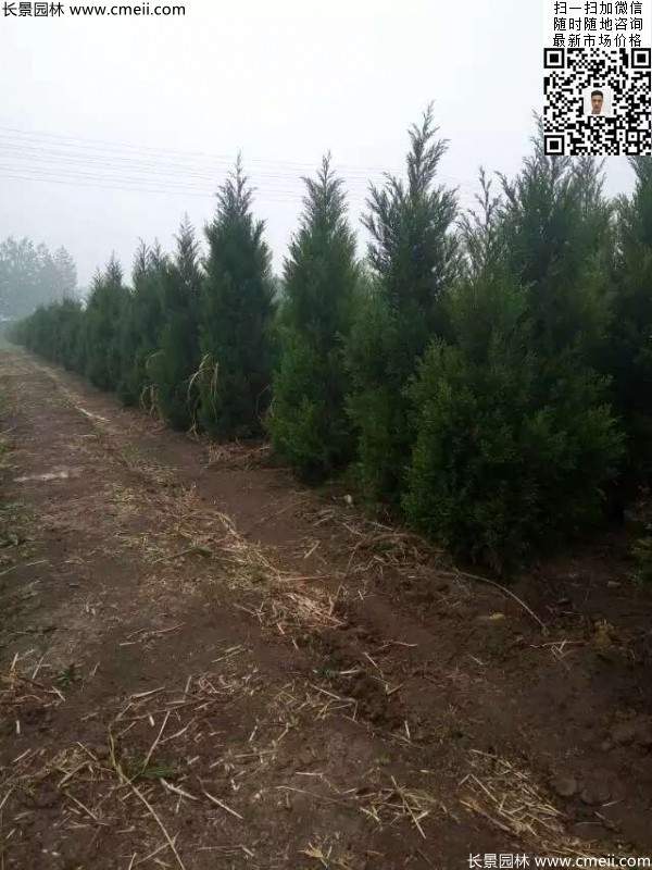 高度3米3.5米大蜀檜挖苗現(xiàn)場大量供應中 高度3米3.5米大蜀檜挖苗現(xiàn)場大量供應中