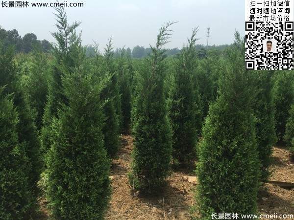 高度2.2米2.3米蜀檜大量供應(yīng)公路綠化植物 高度2.2米2.3米蜀檜大量供應(yīng)公路綠化植物