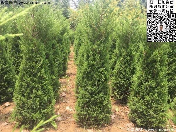 高度1米1.2米蜀檜精品苗優(yōu)惠價(jià)格出售 高度1米1.2米蜀檜精品苗優(yōu)惠價(jià)格出售