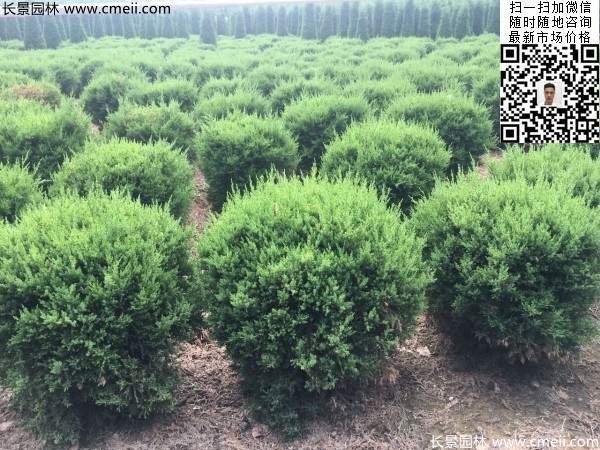 耐寒常綠球類(lèi)苗木塔柏球圖片