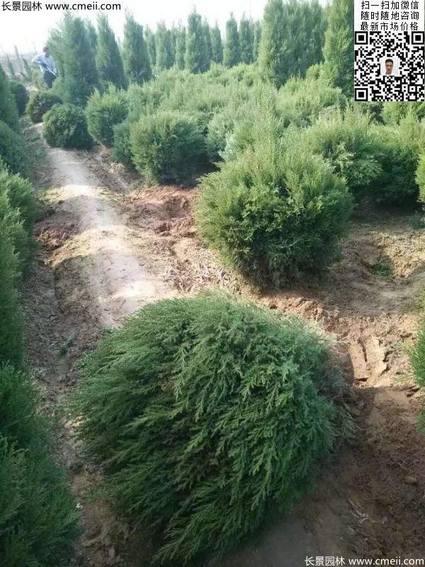 耐寒常綠球類(lèi)苗木塔柏球圖片
