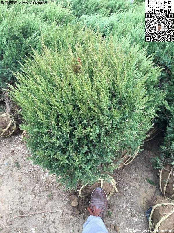 耐寒常綠球類(lèi)苗木塔柏球圖片