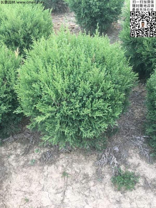 耐寒常綠球類(lèi)苗木塔柏球圖片