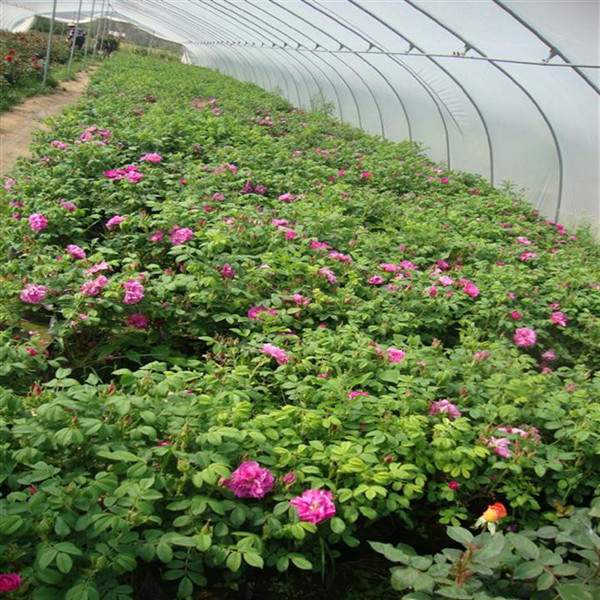 物美價(jià)廉的食用玫瑰在哪買？