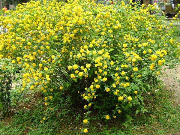 較大規(guī)格的棣棠球 較大規(guī)格的棣棠球