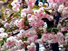 較大的櫻花樹基地，只有你不知道在哪里吧？