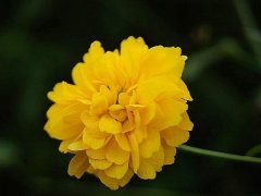 重瓣棣棠價格哪里便宜？產地在哪里？