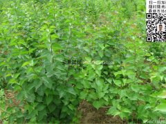 去那里購買丁香苗最實惠？