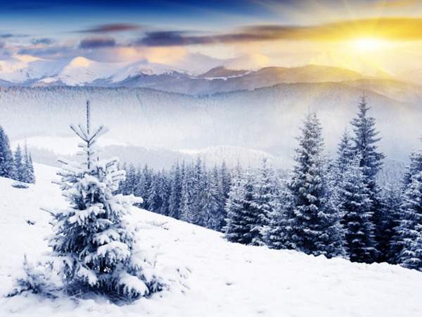 見(jiàn)過(guò)這樣的雪松造型樹嗎？美到你想不到