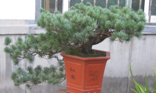 五針?biāo)稍煨?/> </p><p>
	五針?biāo)芍仓贻^矮，生長(zhǎng)緩慢，葉短枝密，姿態(tài)高雅，樹形優(yōu)美，是制作盆景的上乘樹種，制作出的五針?biāo)傻脑煨颓ё税賾B(tài)，觀賞性非常好。</p>
      </div>

</div>
<div   id=