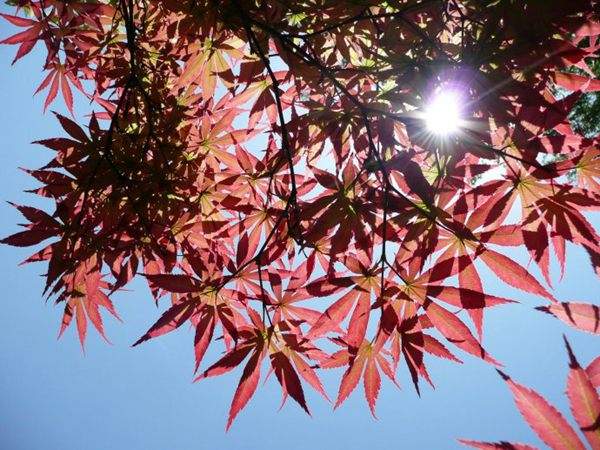 紅楓作衫，白楊為裙，美的傾國傾城！