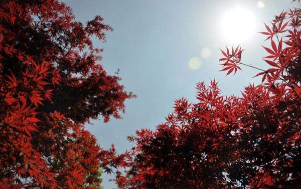 紅楓作衫，白楊為裙，美的傾國傾城！