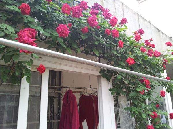 ‘御用馬車’(Etoile de Hollande，Climbing)